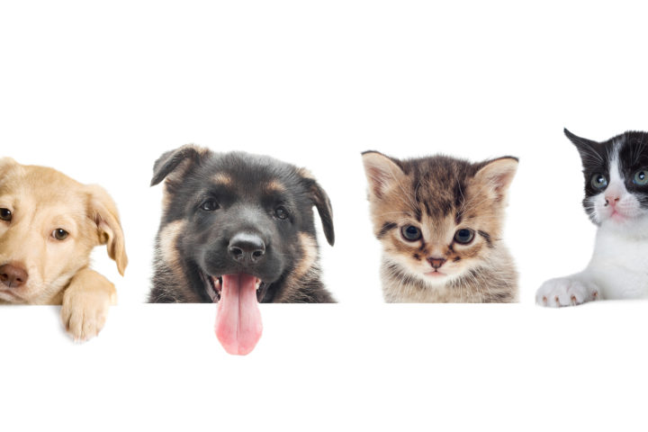 pet friendly dogs and cats article image